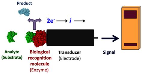 enzyme electrochemical sensor